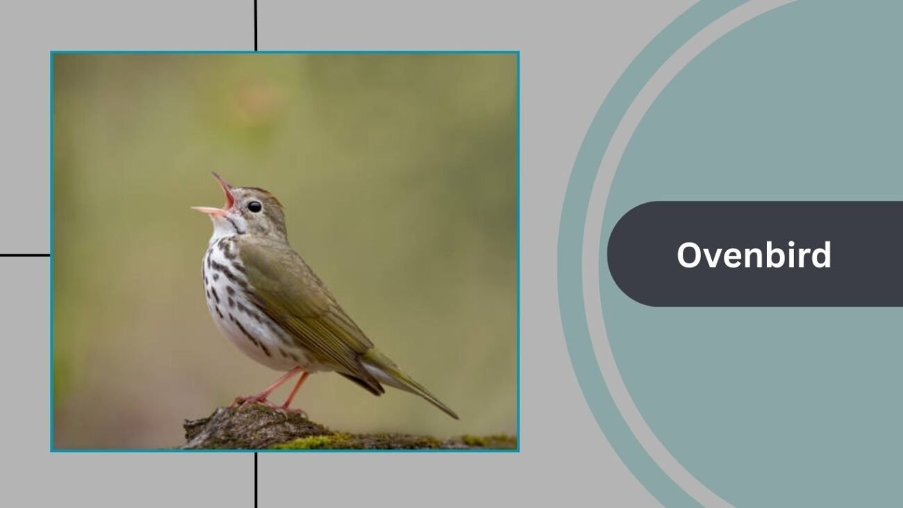 Ovenbird