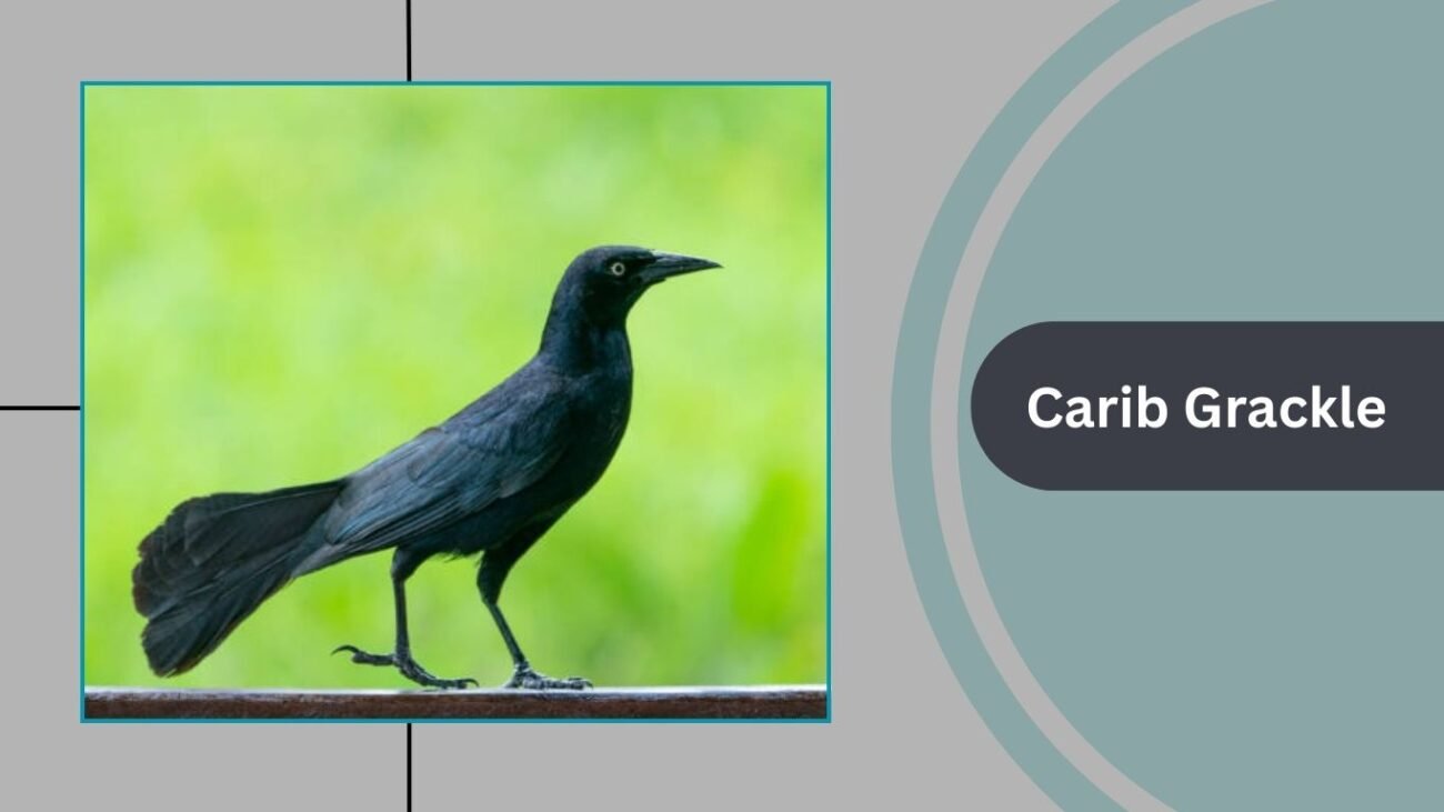 Carib Grackle