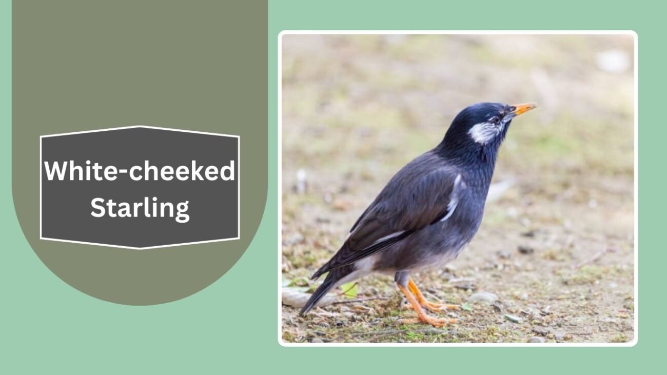 White-cheeked Starling