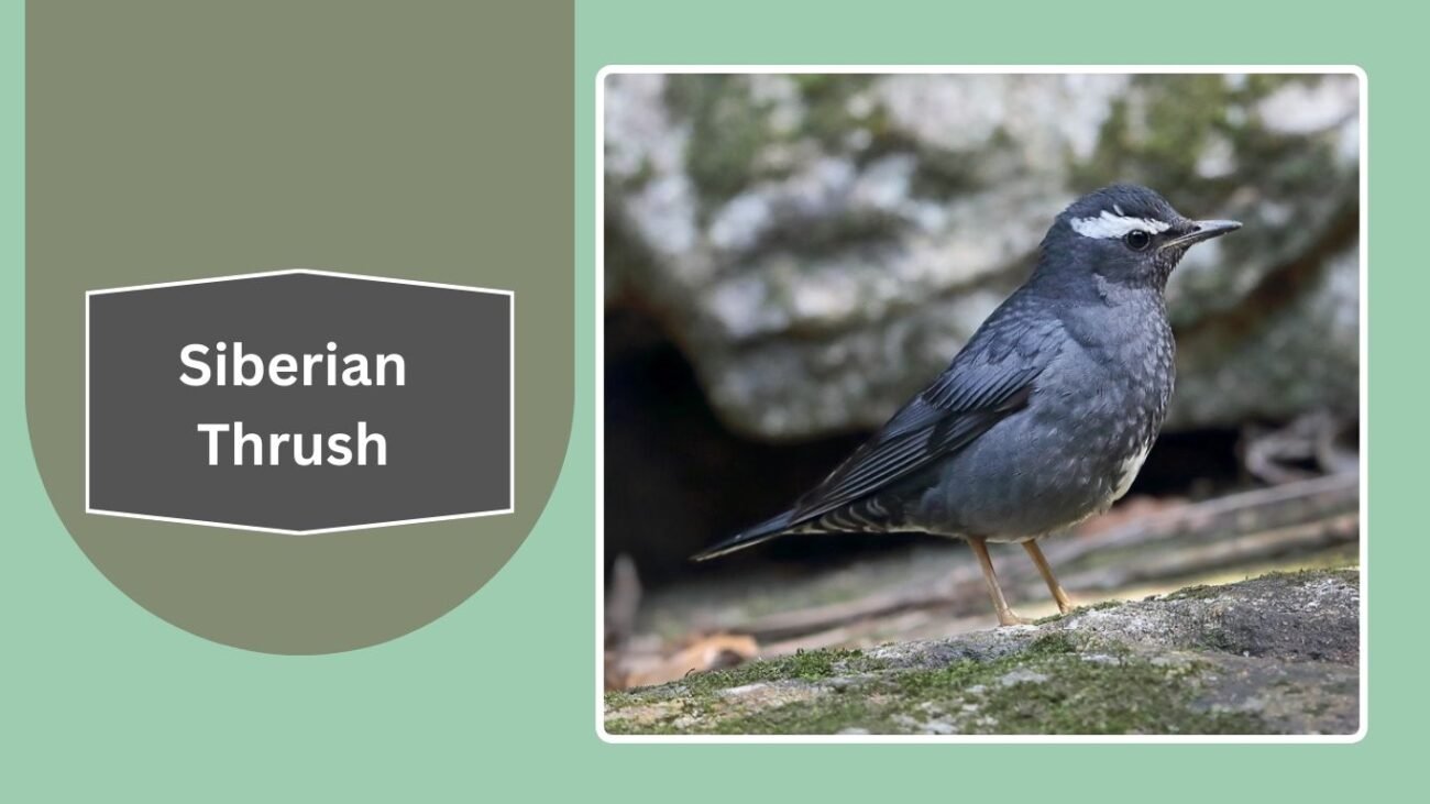 Siberian Thrush