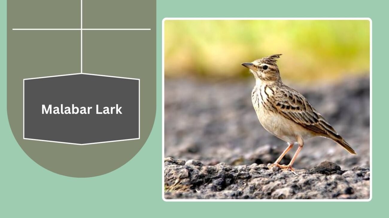  Malabar Lark