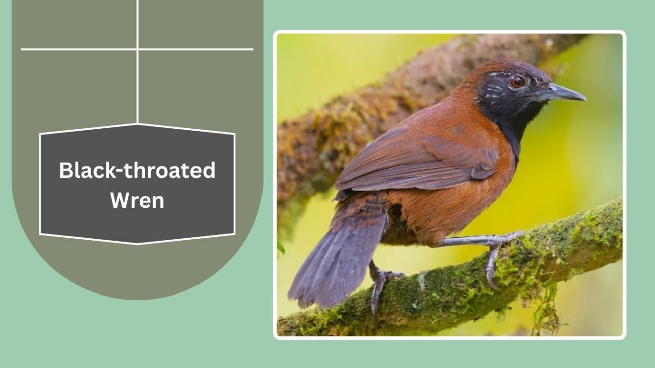 Black-throated Wren