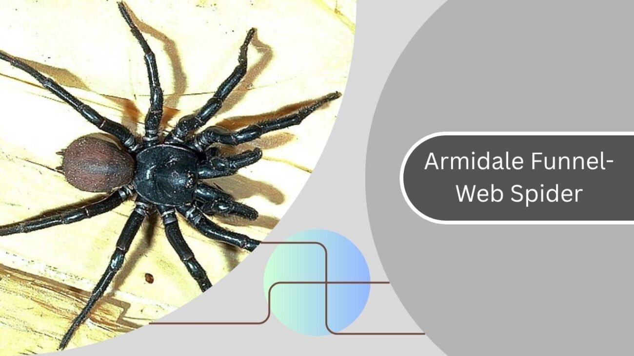 Armidale Funnel-Web Spider