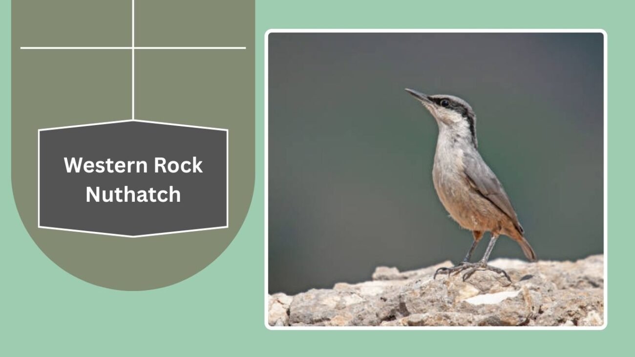 Western Rock Nuthatch