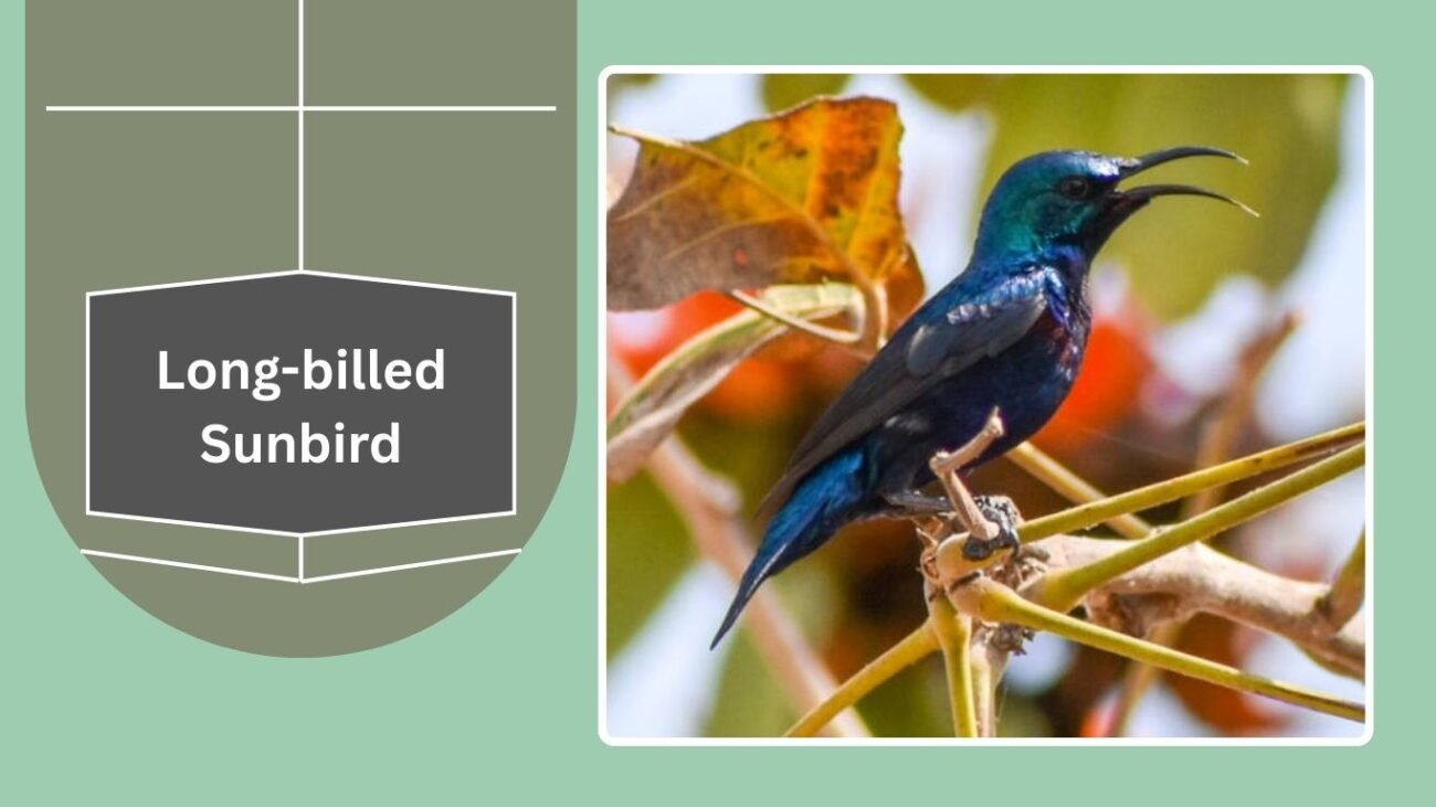 Long-billed Sunbird