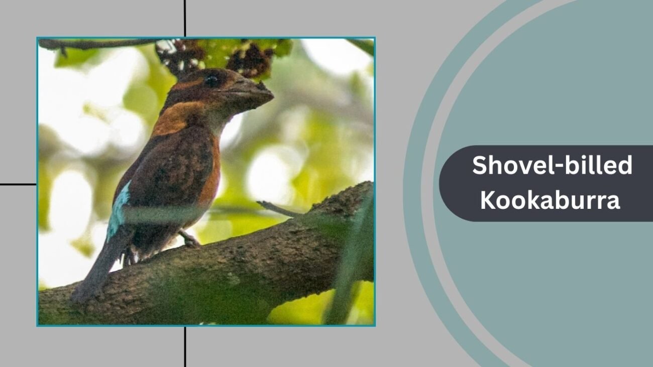 Shovel-billed Kookaburra 