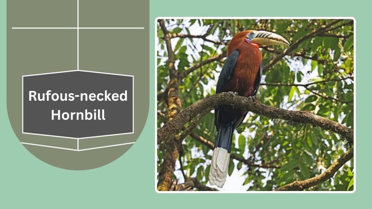 Rufous-necked Hornbill