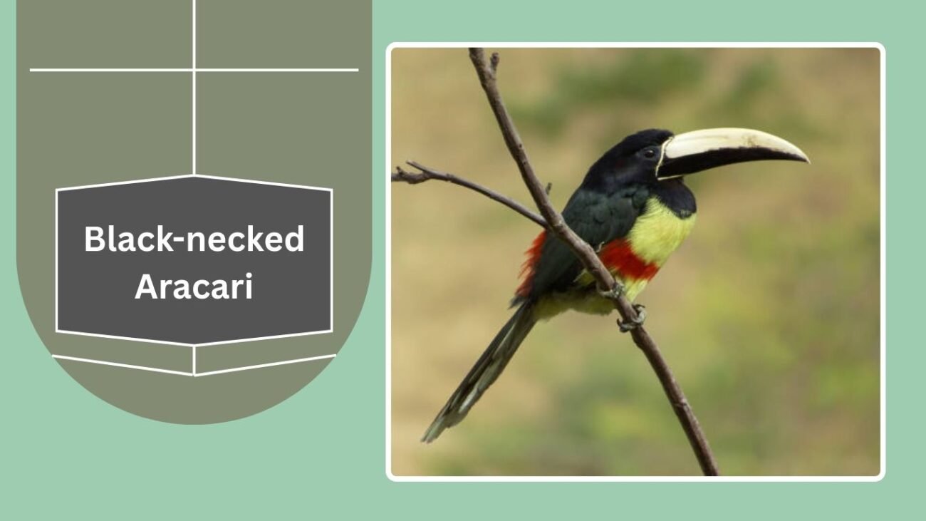 Black-necked Aracari