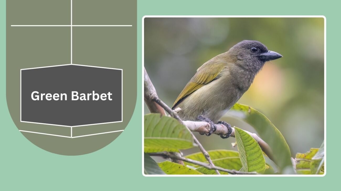 Green Barbet