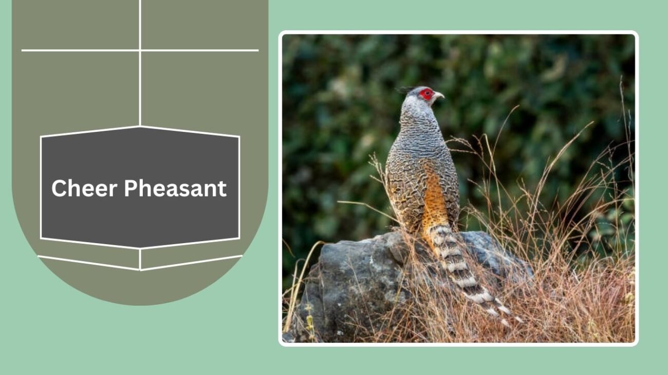 Cheer Pheasant