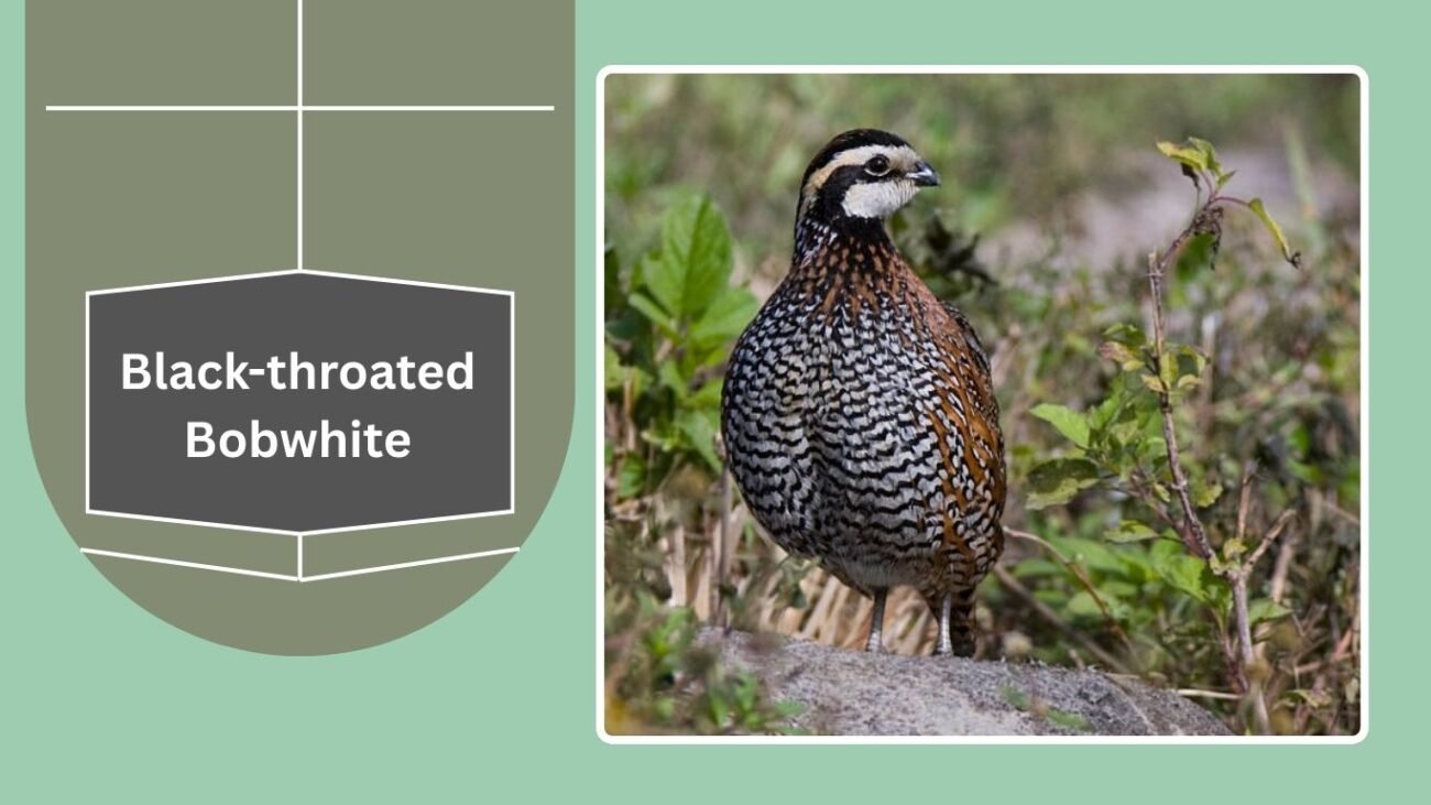 Black-throated Bobwhite