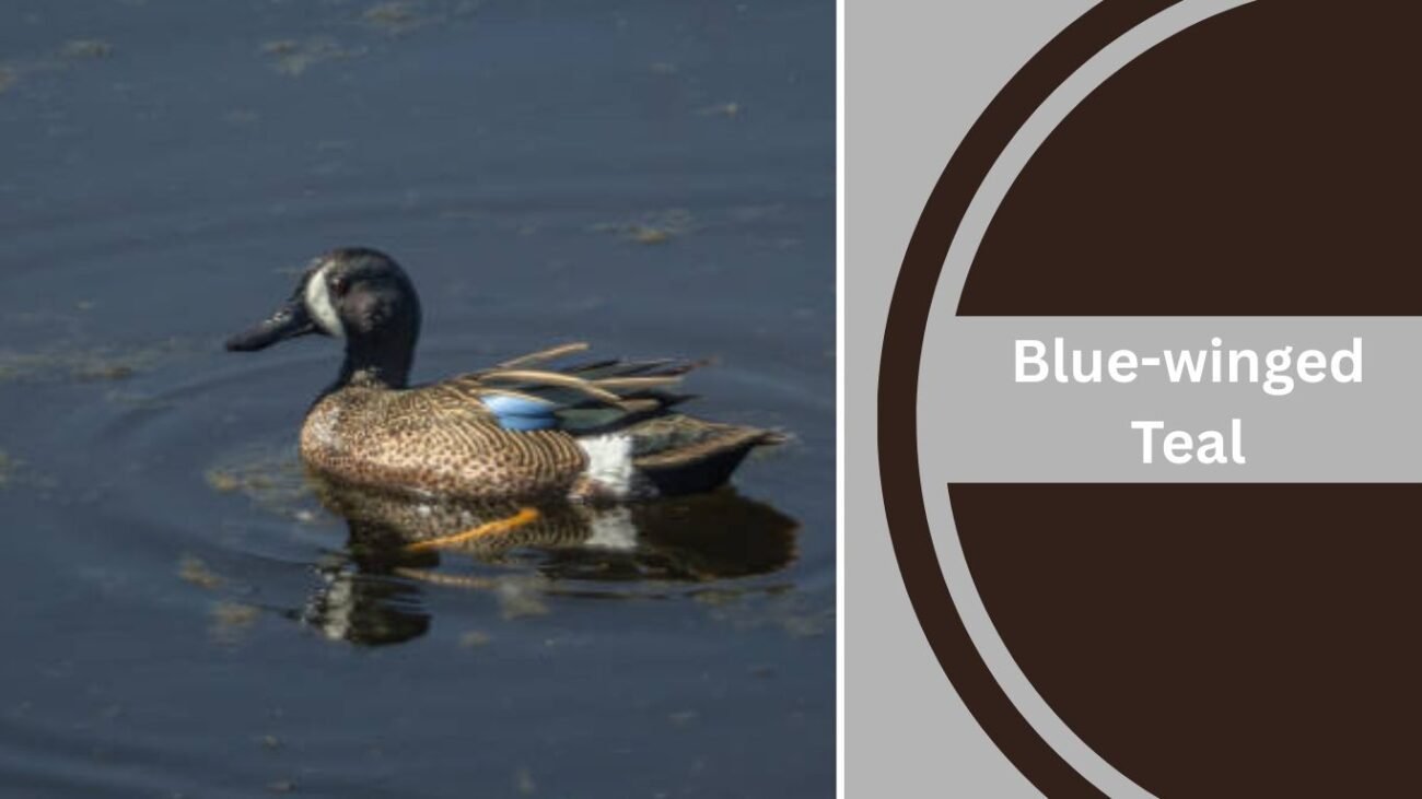 Blue-winged Teal