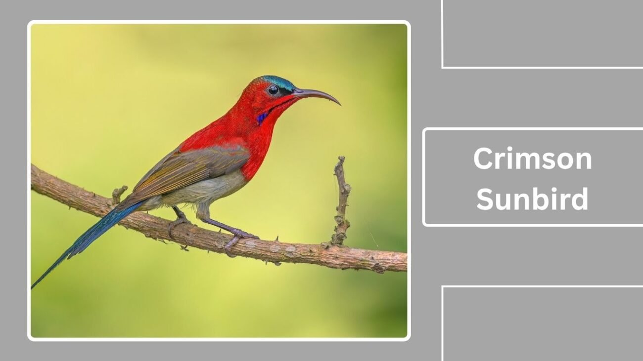 Crimson Sunbird