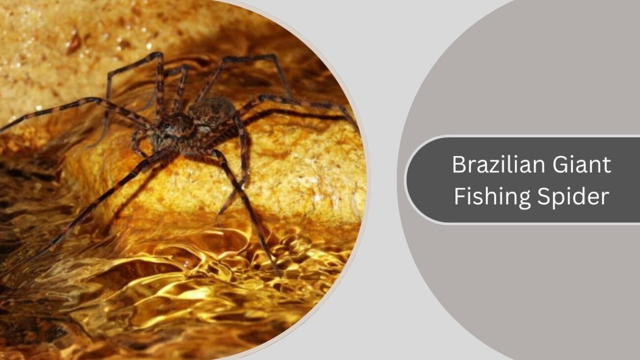 Brazilian Giant Fishing Spider