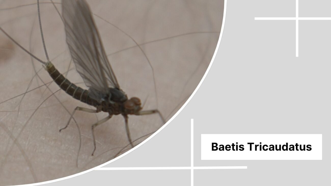 Baetis Tricaudatus