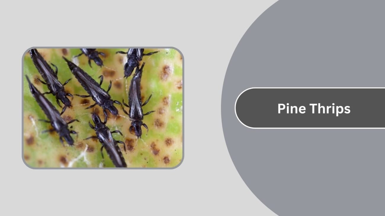 Pine Thrips