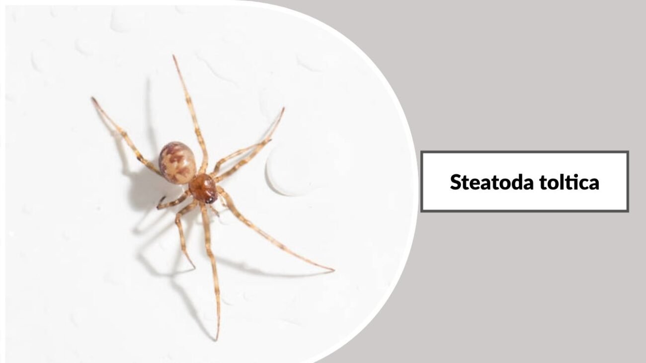 Steatoda toltica