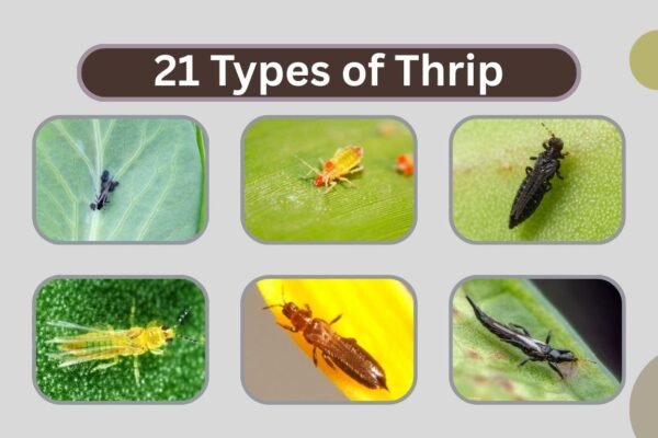 21 Types of Thrip