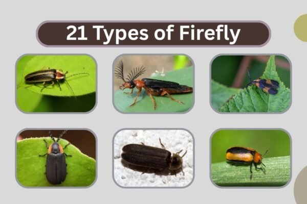 21 Types of Firefly