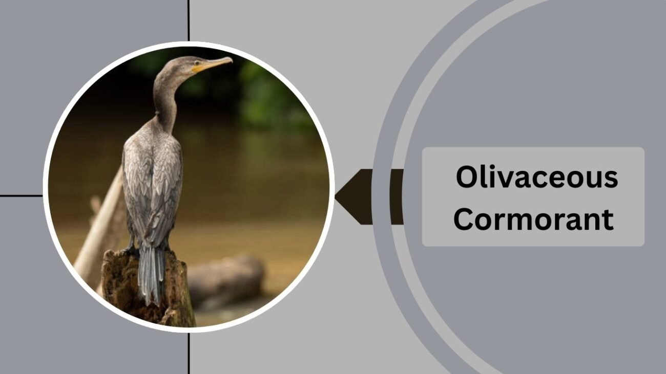 Olivaceous Cormorant