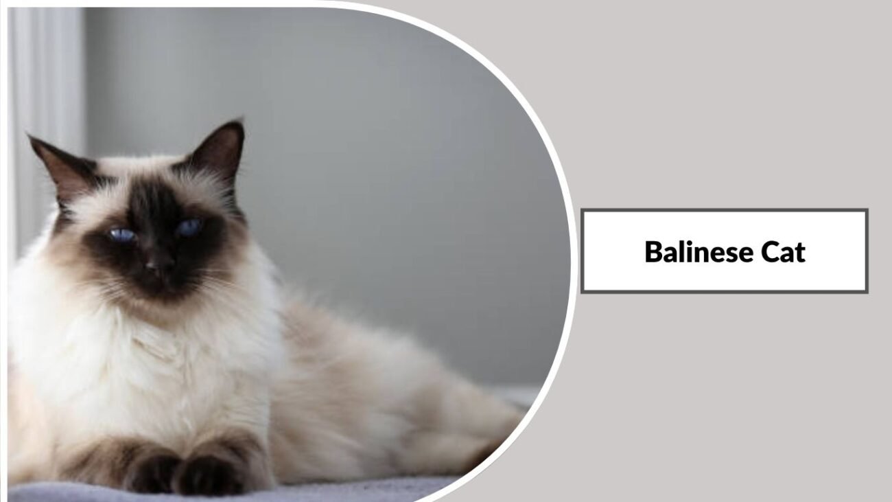Balinese Cat