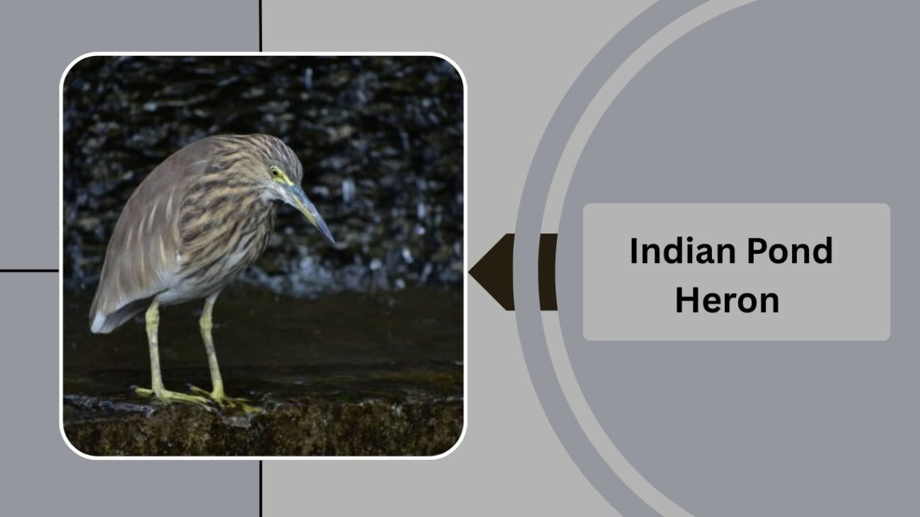  Indian Pond Heron