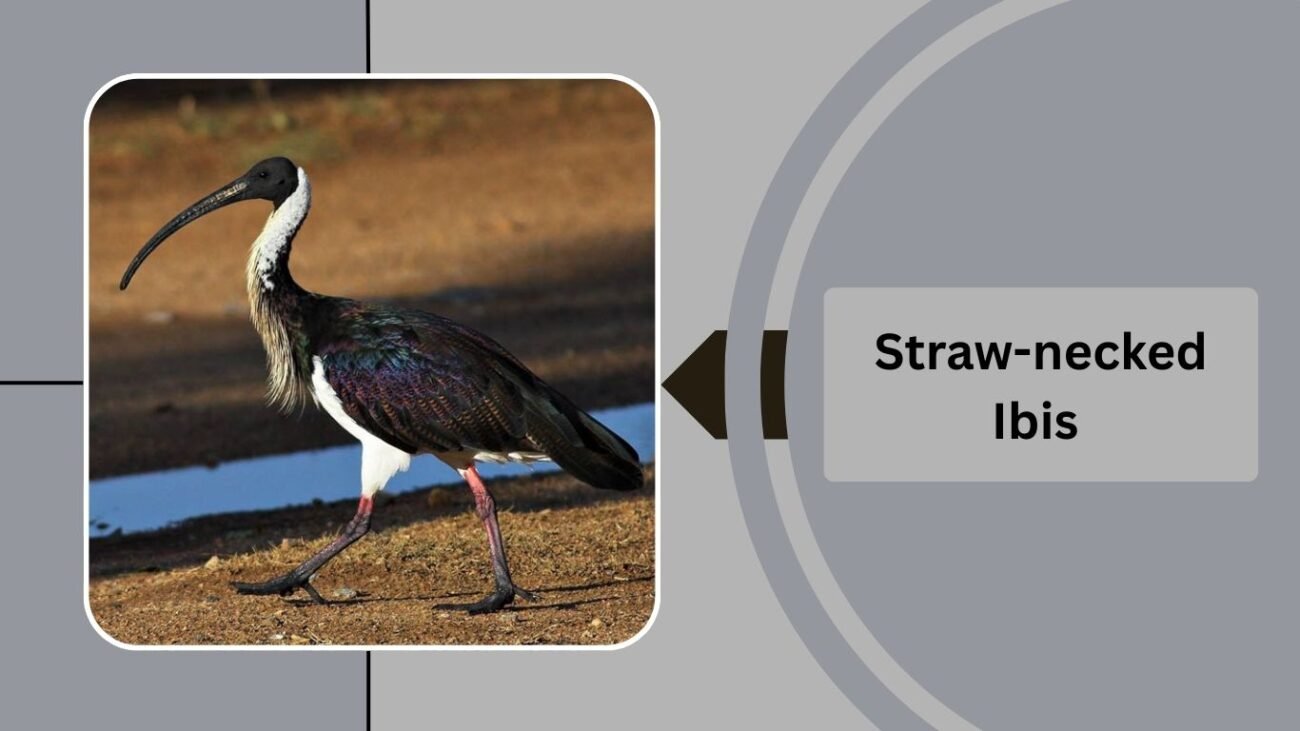 Straw-necked Ibis
