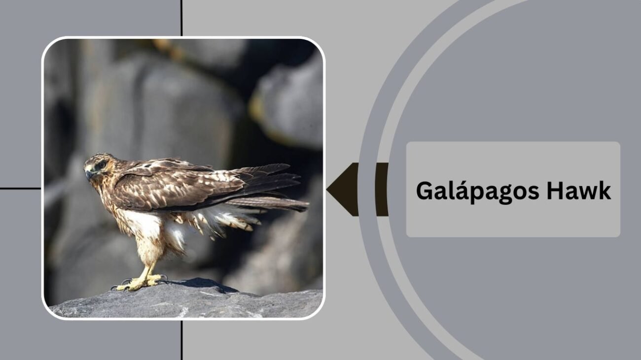 Galápagos Hawk