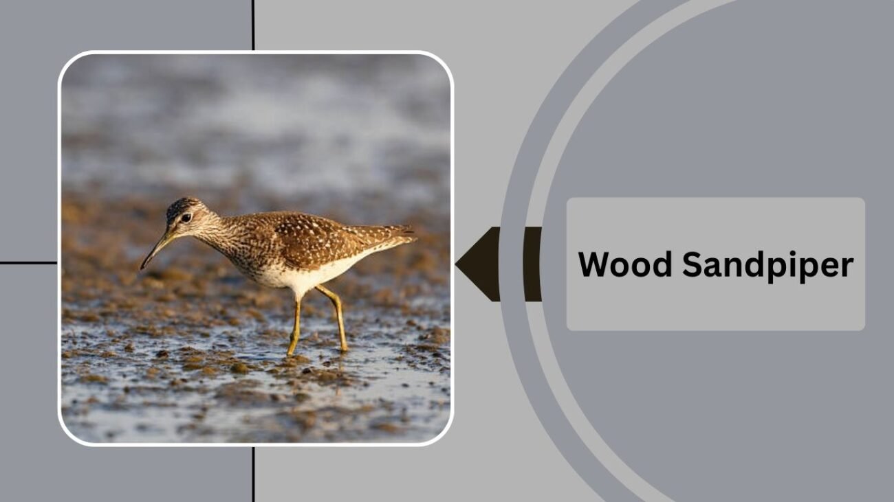 Wood Sandpiper