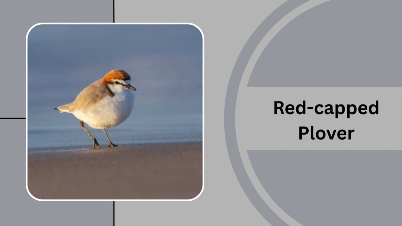  Red-capped Plover