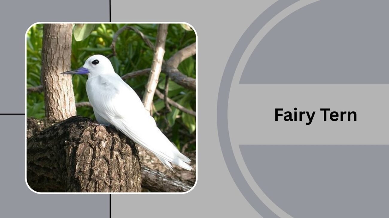 Fairy Tern