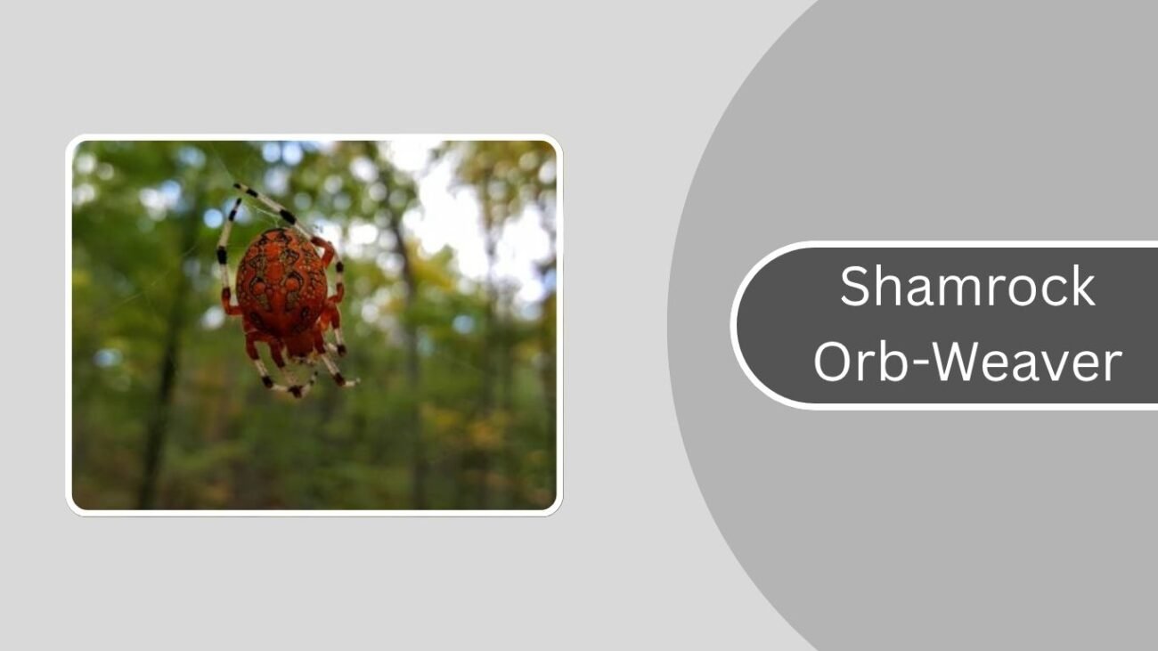Shamrock Orb-Weaver
