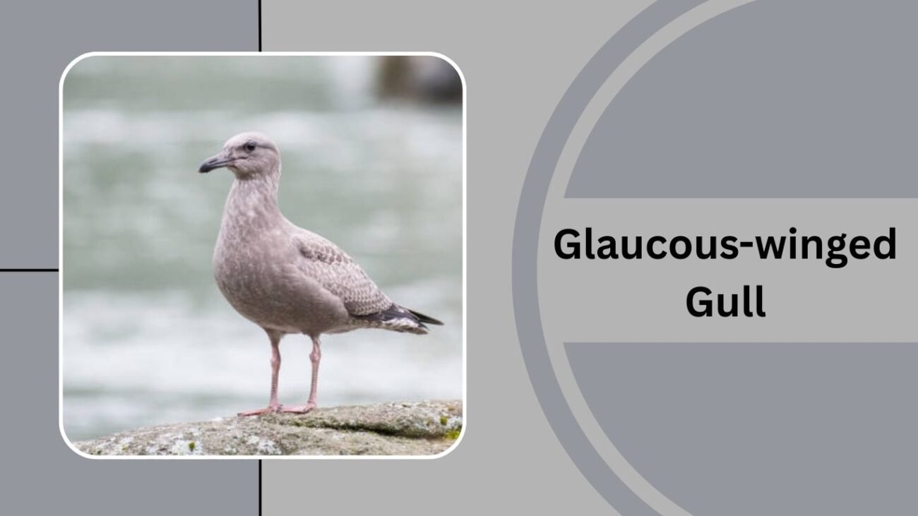 Glaucous-winged Gull