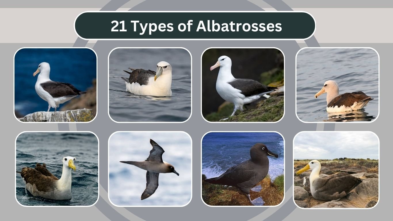 21 Types of Albatrosses