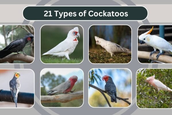 21 Types of Cockatoos
