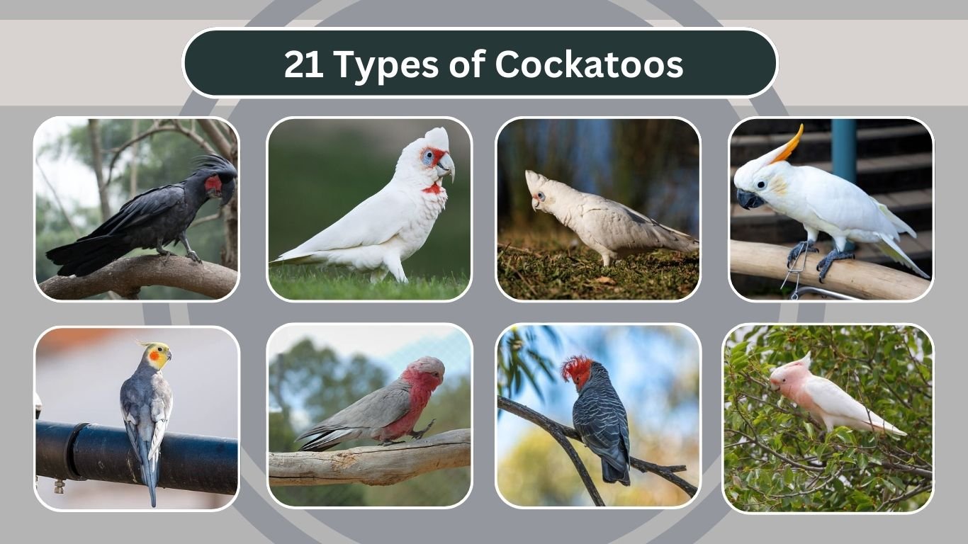 21 Types of Cockatoos