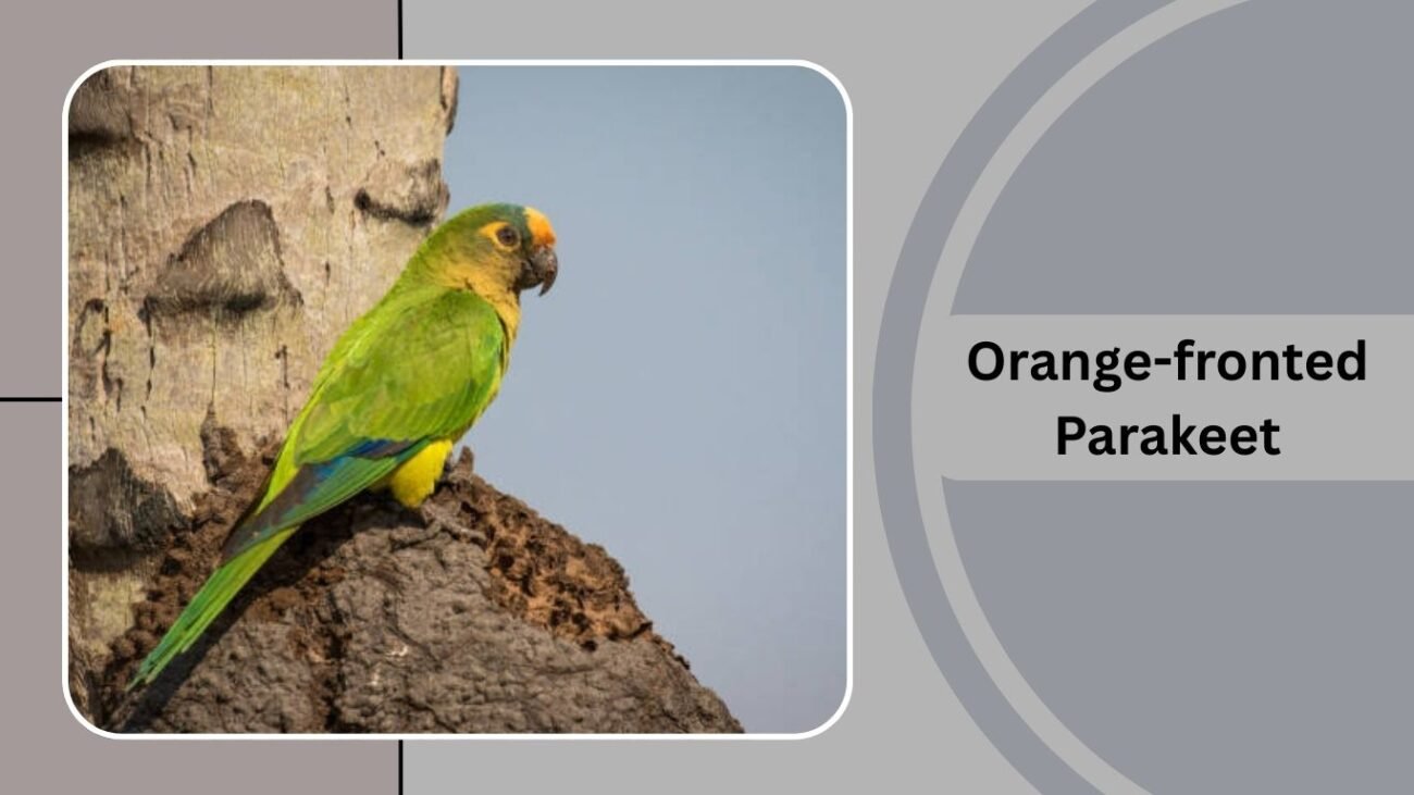 Orange-fronted Parakeet