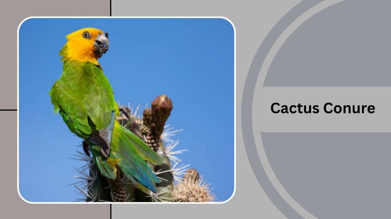  Cactus Conure