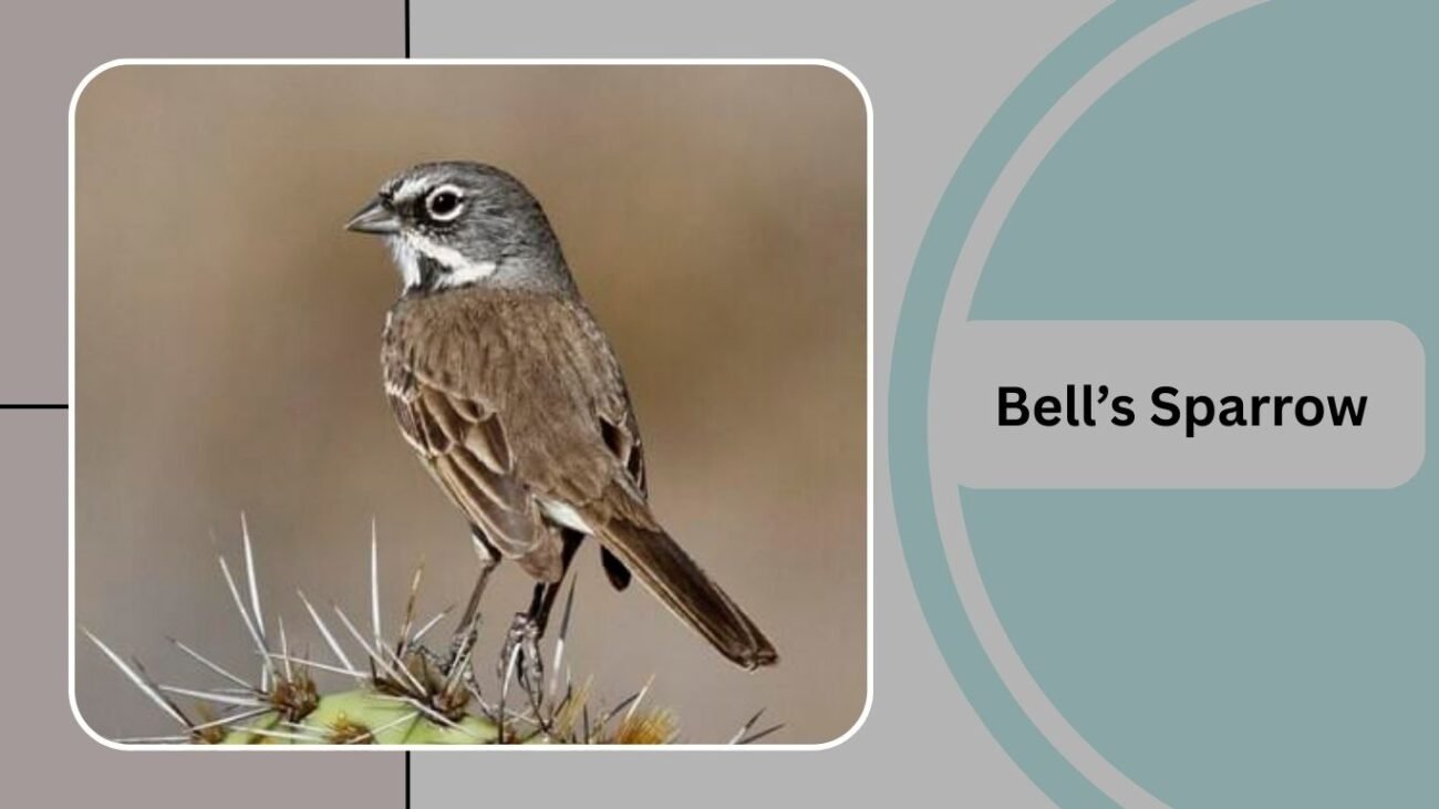 Bell’s Sparrow