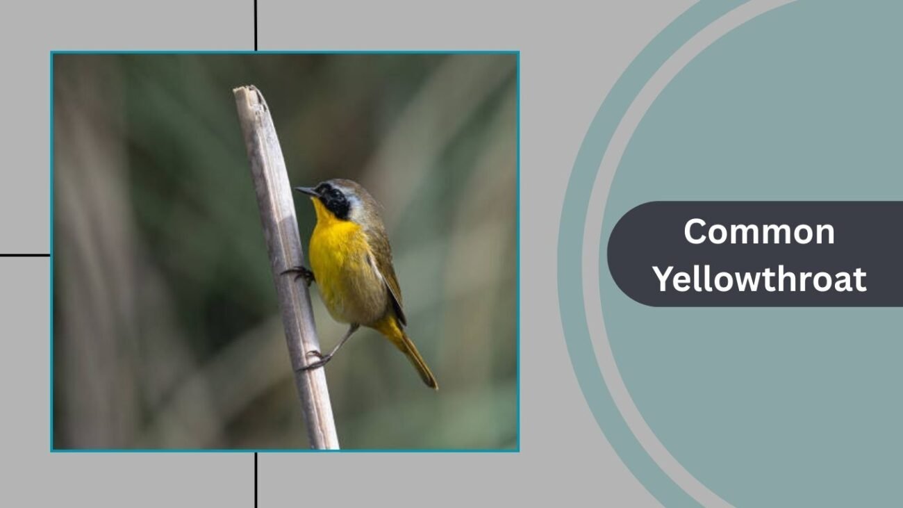 Common Yellowthroat