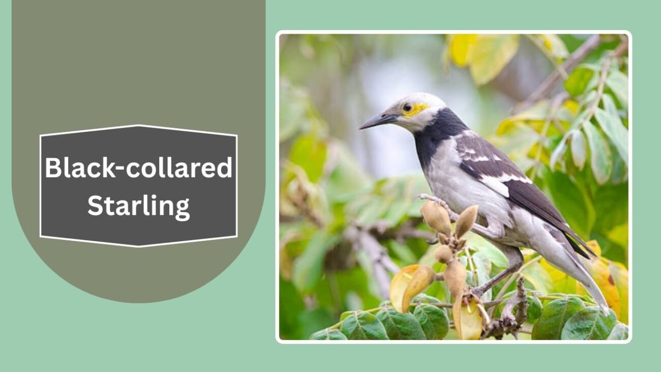 Black-collared Starling