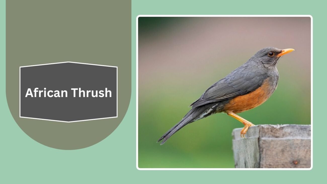 African Thrush