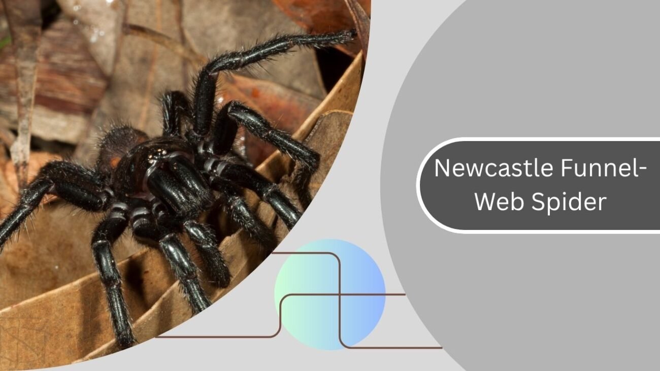  Newcastle Funnel-Web Spider