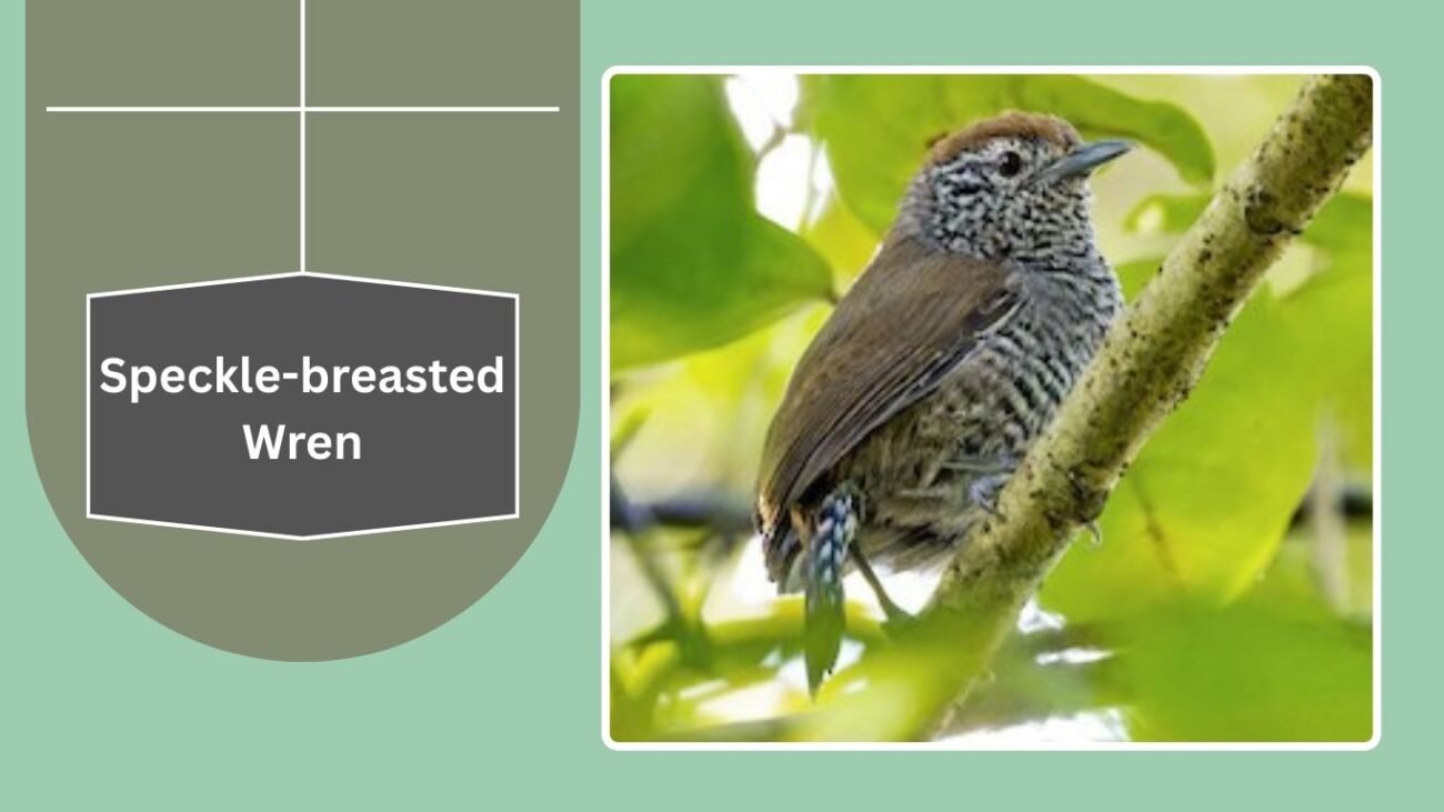 Speckle-breasted Wren