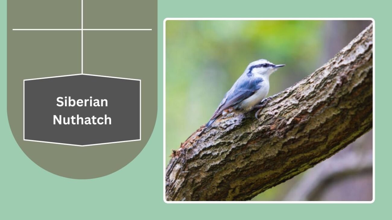 Siberian Nuthatch