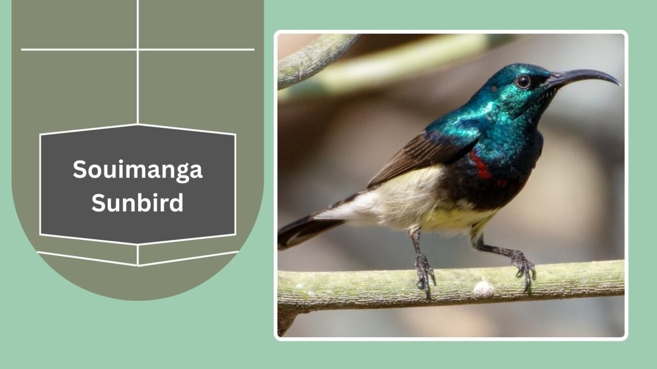 Souimanga Sunbird