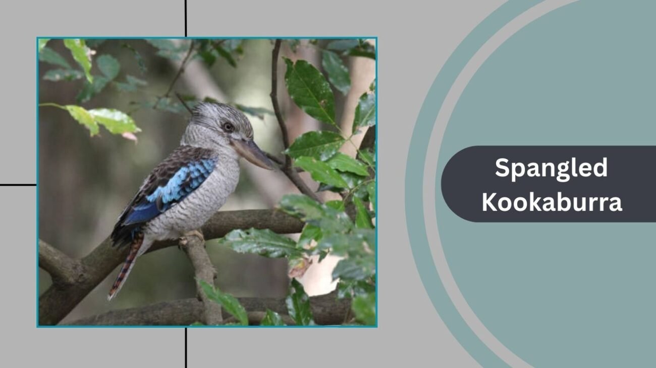 Spangled Kookaburra