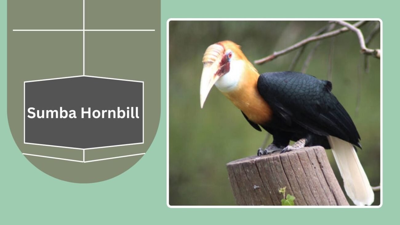 Sumba Hornbill