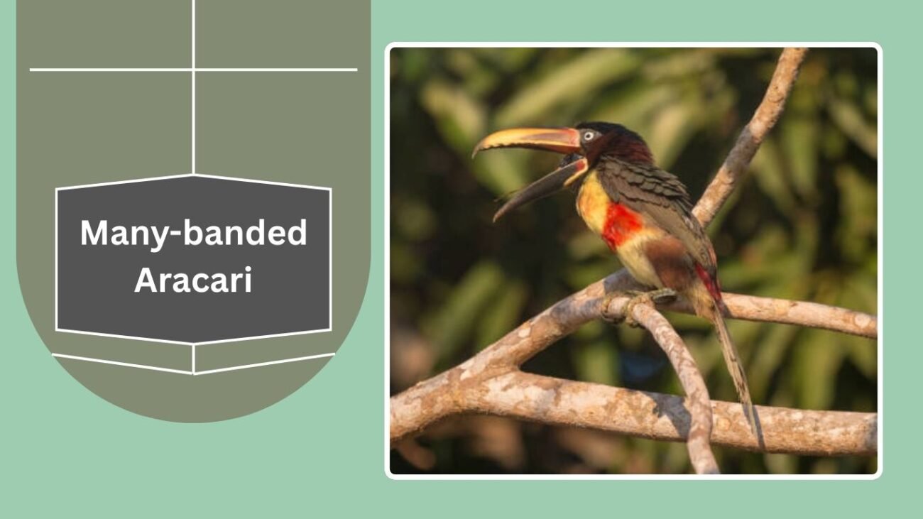 Many-banded Aracari