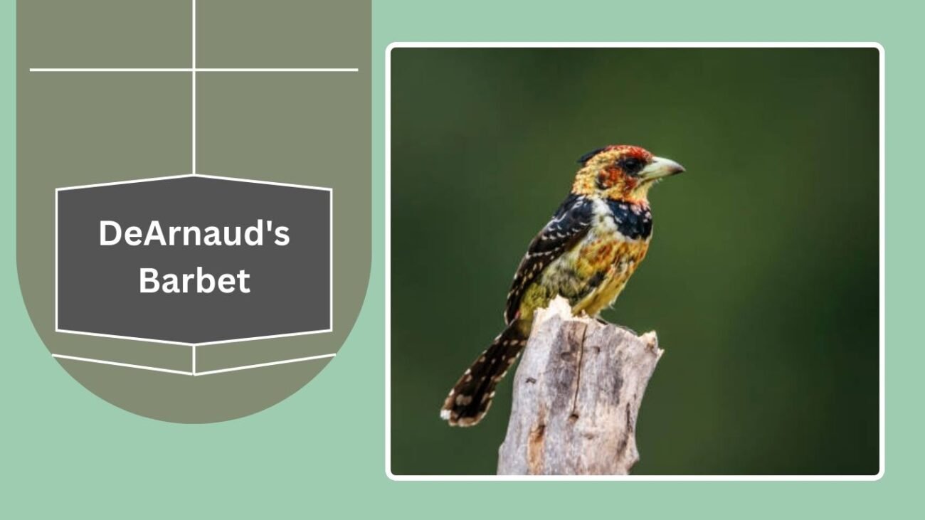 DeArnaud's Barbet